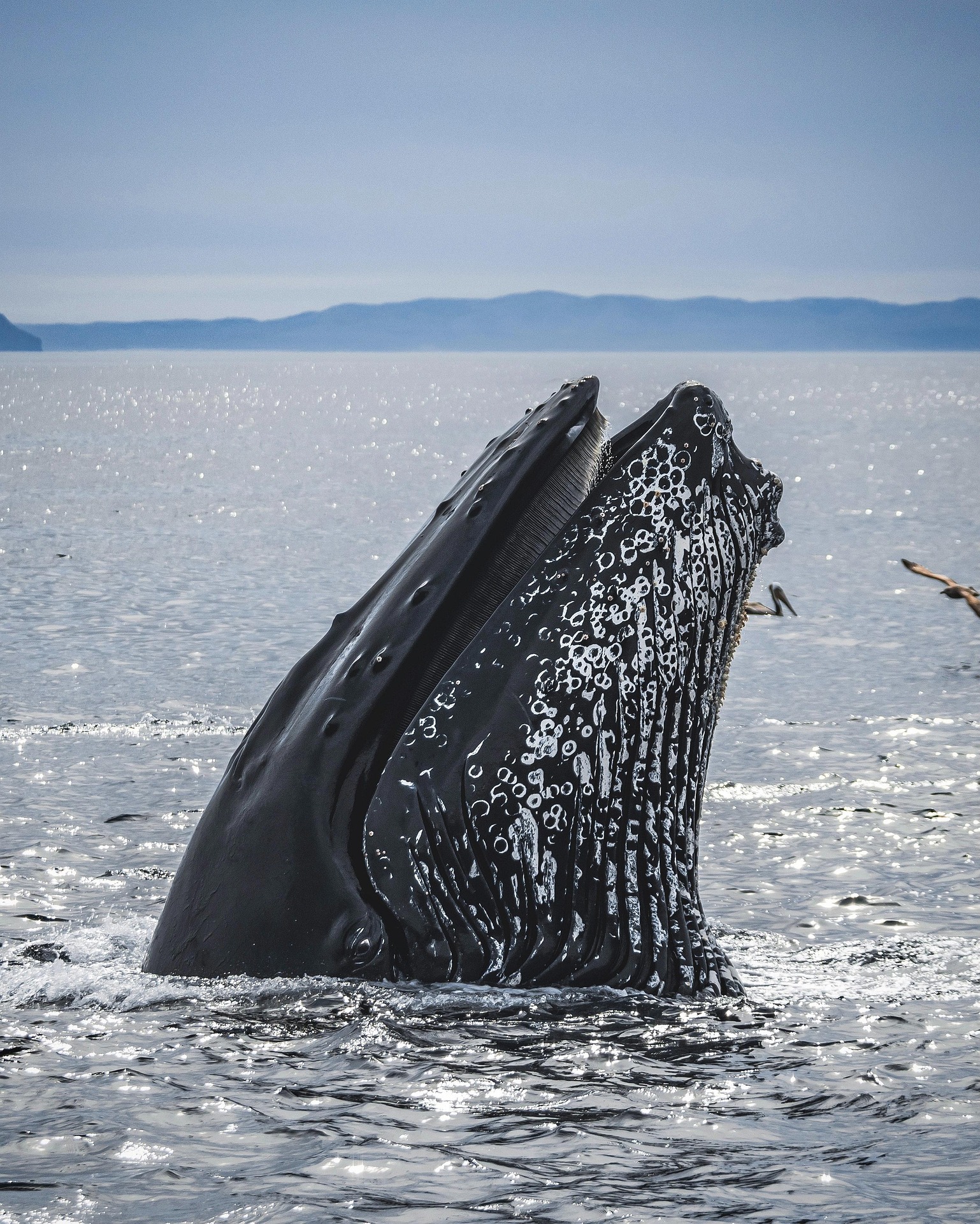 Whale Watching near Tromsø: Humpbacks, Orcas & What You’ll See
